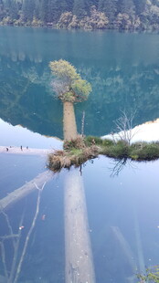 湖中小树倒影如画美景