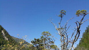 山间枯树映蓝天