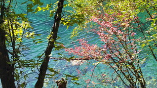 湖畔彩叶树 自然好风光