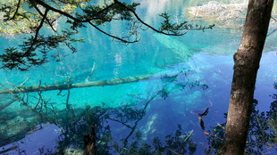 梦幻蓝湖与岸边松枝