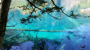 梦幻蓝湖旁的葱郁树木