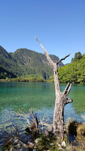 湖畔枯树 碧水青山美景