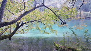 湖畔绿树环绕的幽美景色