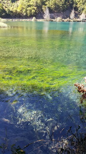 清澈湖水下的斑斓世界