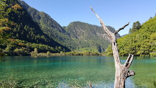 美丽湖景与枯树的自然风光
