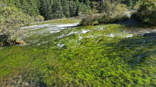 清澈溪流旁的翠绿植被