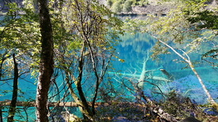 清澈蓝绿湖水旁的树林