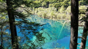梦幻蓝湖森林美景