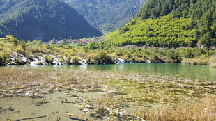 山间清澈溪流与翠绿景致