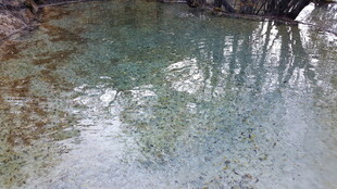 清澈溪水中的树木倒影