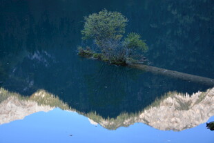 水中孤树倒影景观