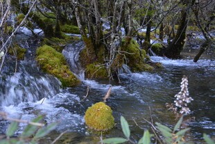 山林间的潺潺溪流与植物