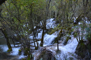 山林残雪 树木交错之景