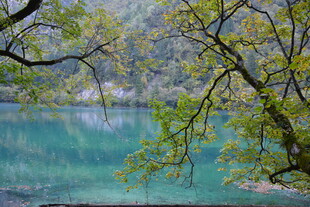 湖畔翠枝绕 碧水映春光