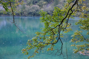 湖畔翠枝映碧水