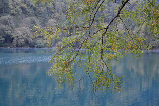 湖畔柳影 春日湖景美色