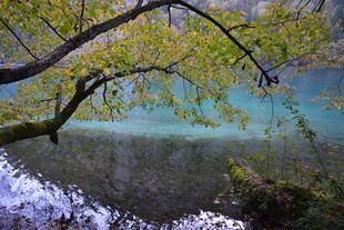 湖畔翠枝映碧水美景