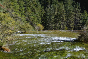 山间溪流 绿意盎然的景致