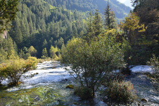 山间溪流旁的茂密森林