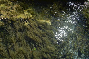 清澈水底的绿色水草景观