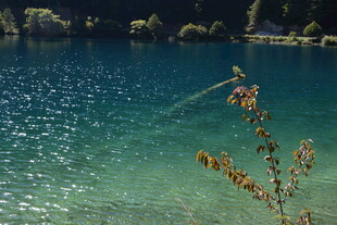 清澈湖水边的植物景致