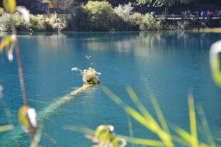 清澈湖景中的绿植与水面