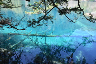 梦幻蓝湖旁的树枝美景