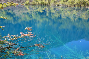 蓝湖畔的多彩枝叶景观