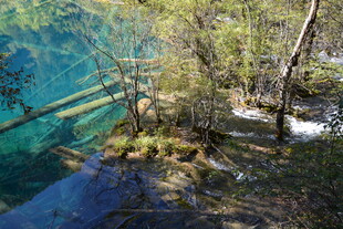 九寨沟清澈湖水与岸边树木