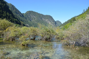 山间清澈溪流与葱郁植被