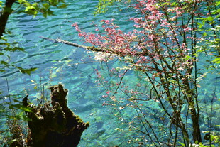 湖畔繁花映碧湖