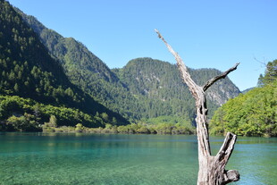 青山绿水间的枯木景致