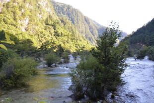 山间溪流旁的葱郁景致