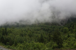 云雾缭绕的山林公路