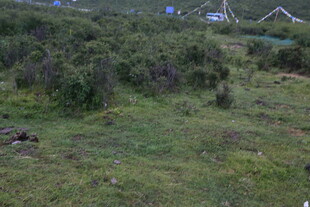 草原绿野中的自然景致