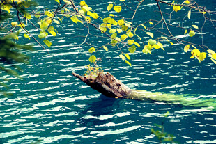 水中浮木与摇曳黄叶