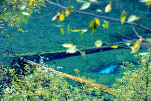 湖畔绿植与枝叶景致