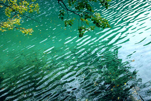碧波荡漾间的翠绿景致