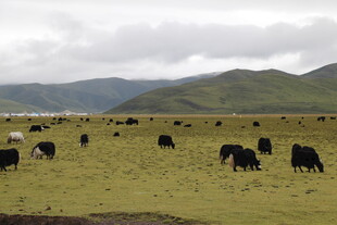 草原上的牛群悠然吃草