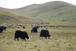 草原上的牦牛群