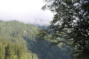 山林云雾间的绿意景致