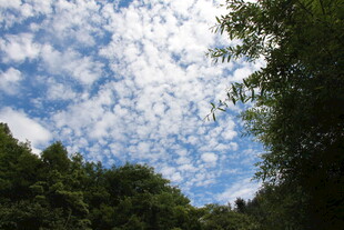 林间蓝天 白云悠悠