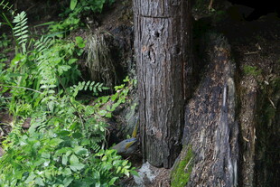 老树根部的自然绿意