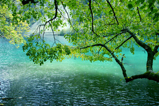 翠绿枝叶下的幽蓝湖水