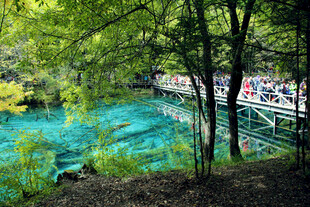 蓝绿色湖水边的林间木桥