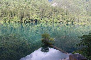 清澈幽潭边的自然景致