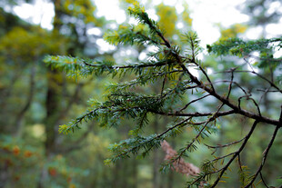 翠绿松枝 展现自然生机