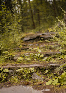 林间石阶 绿意盎然的小径