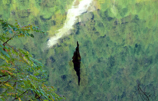 林间悬挂的黑色神秘物体