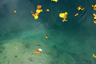 水下多彩金鱼悠游画面